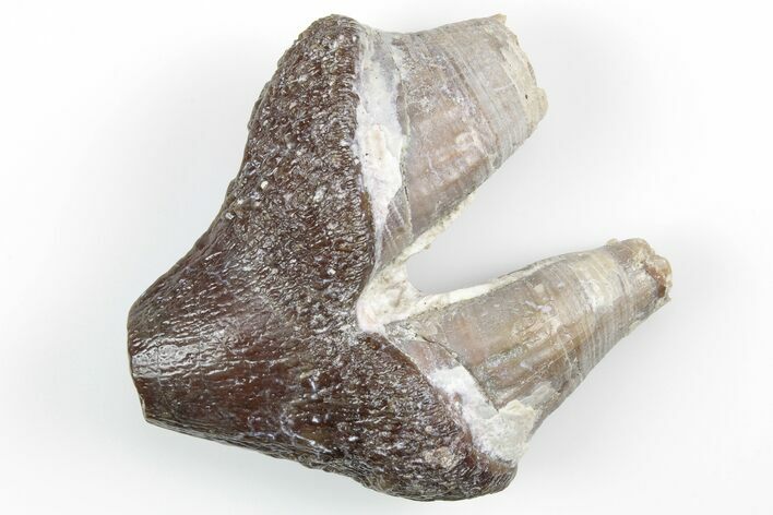 Fossil Primitive Whale (Pappocetus) Premolar - Morocco #215128
